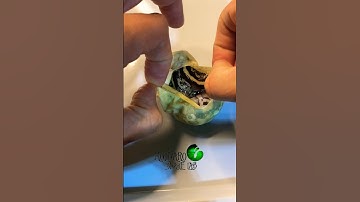 🐍More snakes!🧪 #molinarosnakelab #shorts #royalpython #snakebreeding #eggcutting #snakeegg #diy