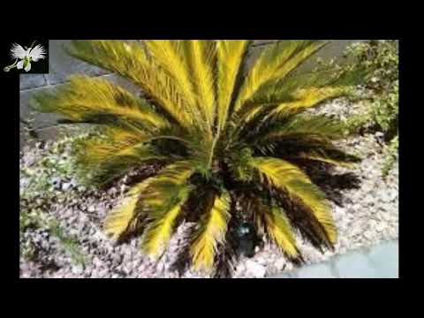 Video: Mi palma de sagú se está poniendo amarilla - Solución de problemas de una palma de sagú con hojas amarillas