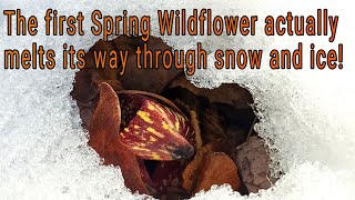 Skunk Cabbage melts snow and ice! Five Fascinating Facts you should know  including Thermogenesis!