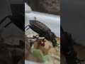 Жужелица Carabus #bunkerm #заброшенное #nature #science #biology #entomology #insects #beetle