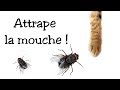 Jeu pour chat : Attrape la mouche !