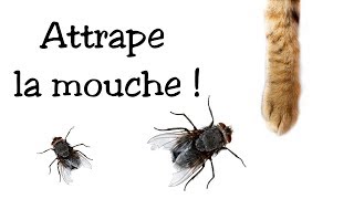 Jeu pour chat : Attrape la mouche ! screenshot 3