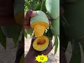 Satisfying Farm Harvesting Video | Fresh Fruits & Vegetables Collection #Harvesting #Farming #asmr