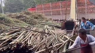 🔴Live/Deafening Roar: Watching The Massive Grinder Chew Up Green Bamboo Bundles