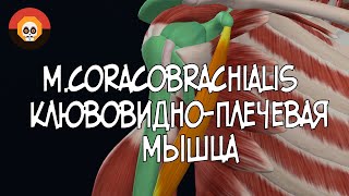 Клювовидно-плечевая мышца (m. coracobrachialis) 3D Анатомия
