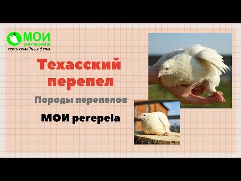 видео: Техасский перепел | Породы перепелов | МОИ перепела