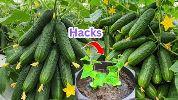 Cucumber Propagation: Turn One Cucumber into a Full Garden