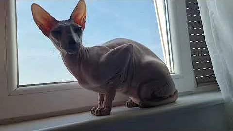 Watch the video about Morning purr #cat #peterbald #cute #sphynx #animal #morning #catvoice