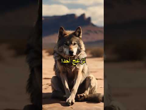 أنا لا اجبر احدا على محبتي او البقاء معي وان كانت معرفتي تزعج احدا فليغادر في امان الله اكسبلور 