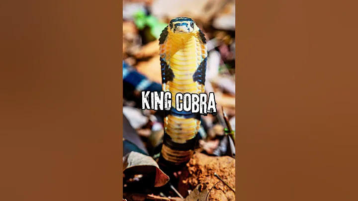 ⚠️ Danger! Meet the World's Most Venomous Snakes