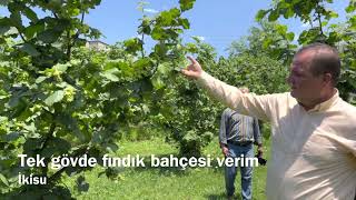 Tek Gövde Fındık Bahçesi Mayıs 2021