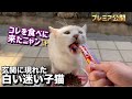 玄関先に突然現れた空腹な子猫にご馳走を用意したら…まさかの!?