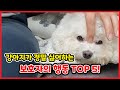 강아지가 정말 싫어하는 주인의 행동 TOP 5│반려견의 마음을 아프게 하고 짓밟는 주인의 나쁜 행동 5가지! 【강아지가 싫어하는 주인의 행동│주인은/만 몰랐던 나쁜 행동】