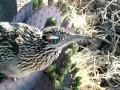 Hand Feeding a Roadrunner...newly hatched chicks to see, too!!!