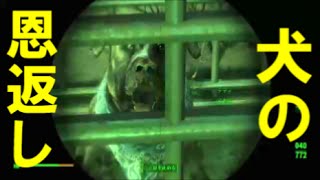 fallout4　テディとか言う犬と遭遇　クエスト　ミッション