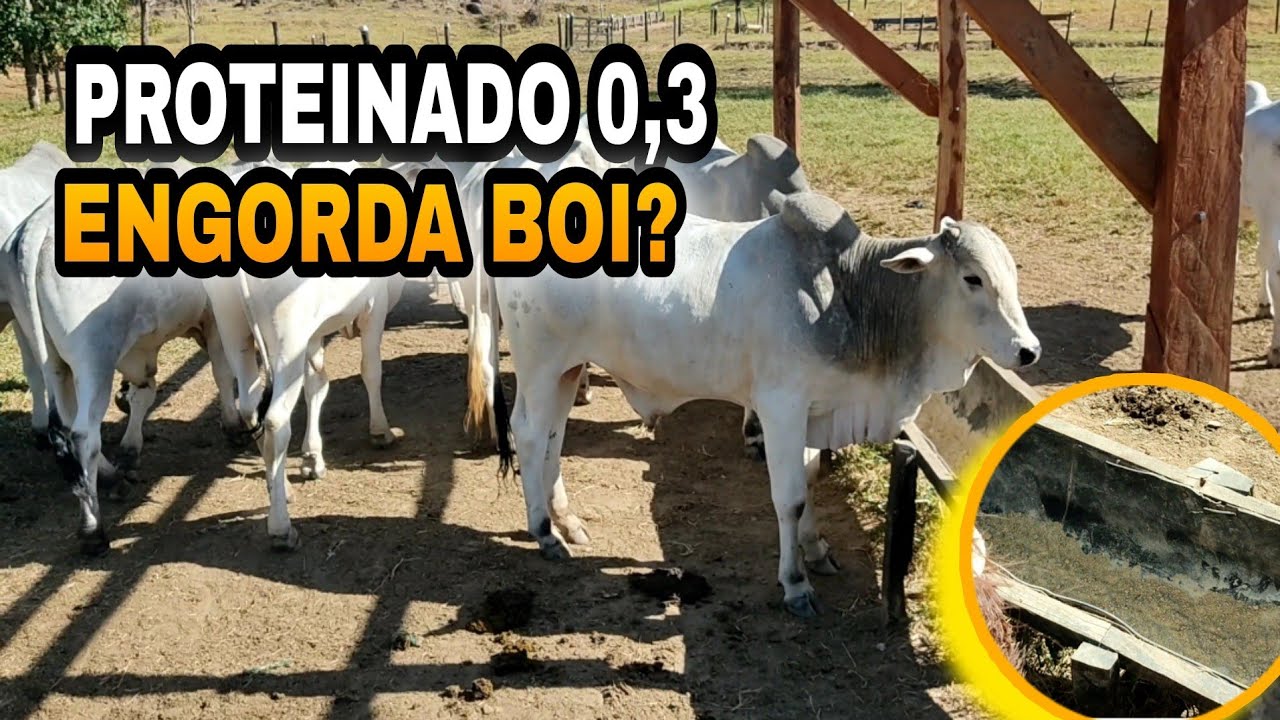 COMO FAZER PROTEINADO 0,3?CONSEGUE ENGORDAR BOI COM PROTEINADO?