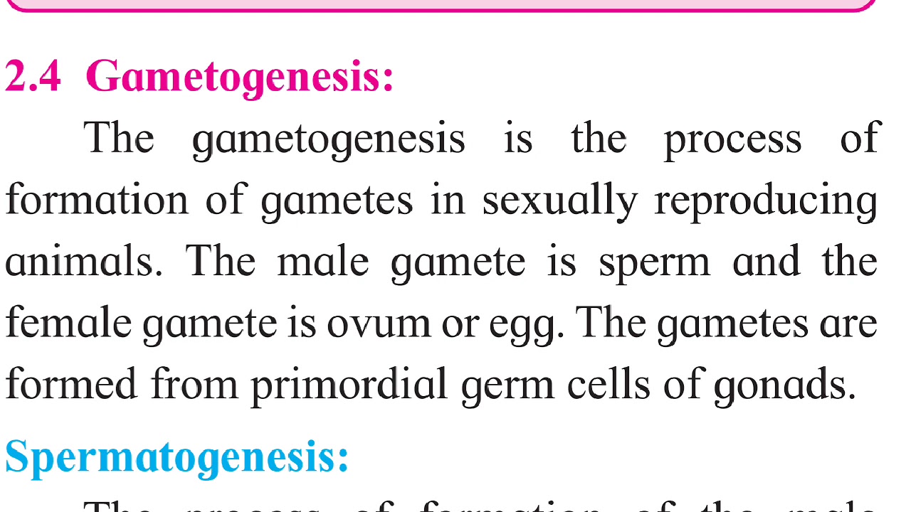 Spermatogenesis | class 12 HSC - YouTube