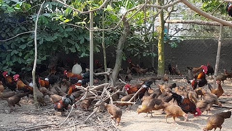 Trực Tiếp Tư Vấn Chăn Nuôi Gà Rừng - p30