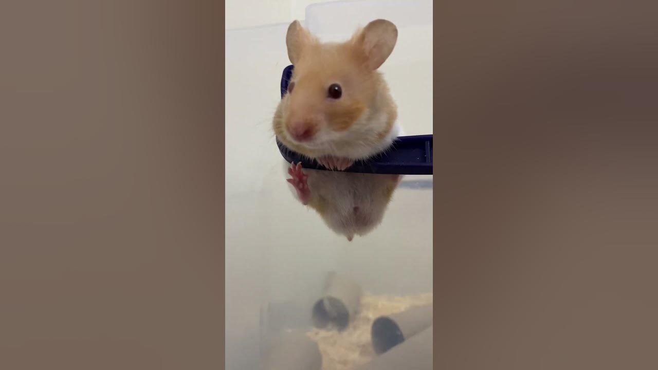 Hamster Dursun’un planlarının arasında sıkışmak yoktu🥲 #hamstersyrian  #hamsterescape #youtubeshorts