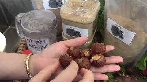 Cách sử dụng bồ hòn, bột bồ hòn trong bếp xanh