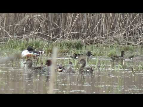 blue winged teal @drjahn41