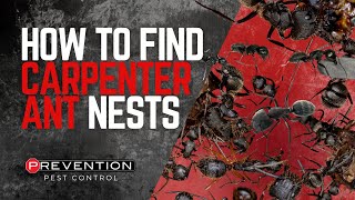 How To Find Carpenter Ant Nests | Prevention Pest Control