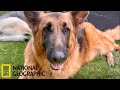 NatGeo: Germanic Lawn Sausage