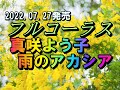 雨のアカシア 真咲よう子 full 7月27日発売