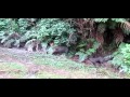NZ Pig dog Training School Joshua Kauta NZ Pig dog Training School Joshua Kauta