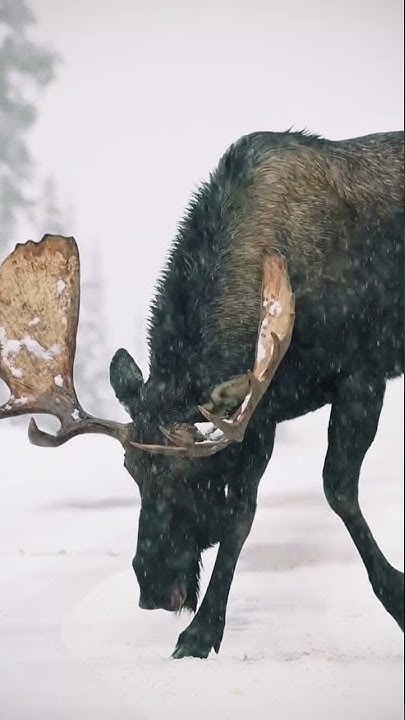 Orcas eat moose - What is something that most people won’t believe, but