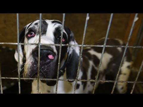 Breaking News: More than 80 Great Danes Rescued from Cruelty