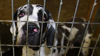 breaking news more than 80 great danes rescued from cruelty
