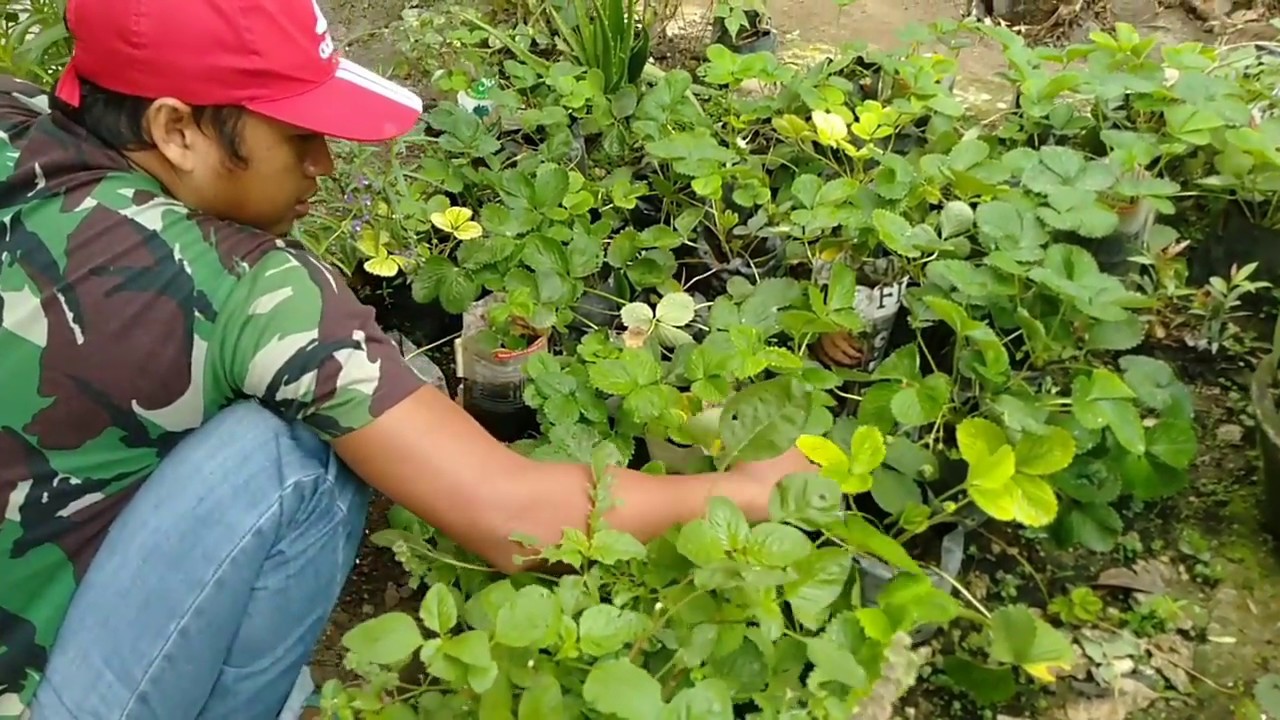 Cara menanam stroberi agar cepat berbuah. How to Grow strawberry 