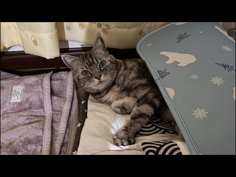 猫好きによる猫好きのための猫ライブ配信【2026/6/14】
