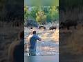 Thrilling Boar Hunt – The Moment of the Perfect Shot #hogger #art #shorts #animals #shootingrange