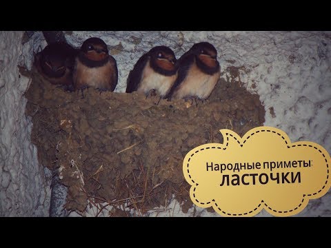 Ласточки: народные приметы