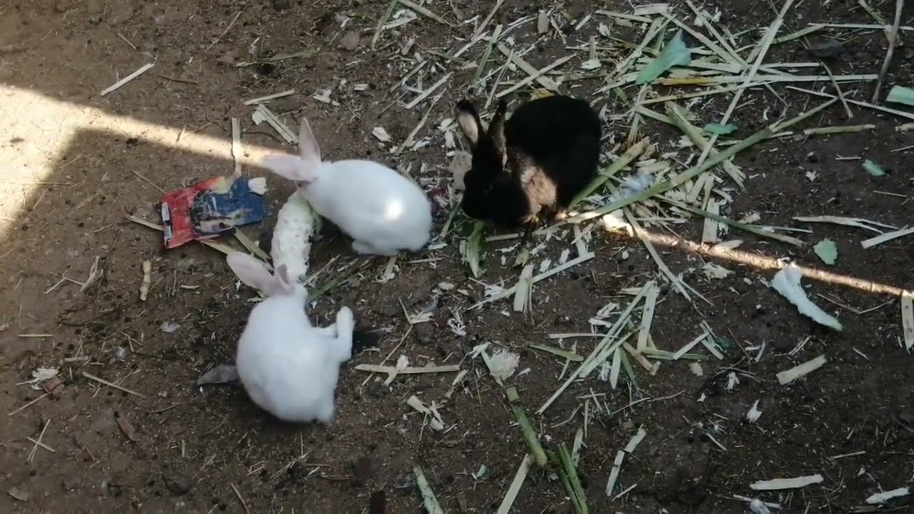 تربيه الارانب مع الحمام في مكان واحد