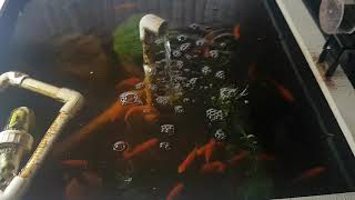 How many grams of bubba kush can you grow every 2 months in the organic aquaponic system?
