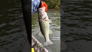 Morning on Chickamauga #chickamauga #fishing #bass #fishingvideo #tennessee #jackal #hangoutdoors