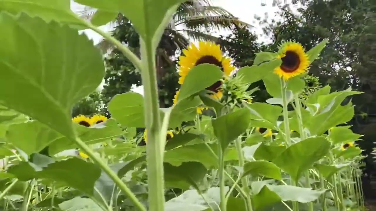 Marcos Juárez: Desarrollo de la campaña de girasol en la región. Más detalles
