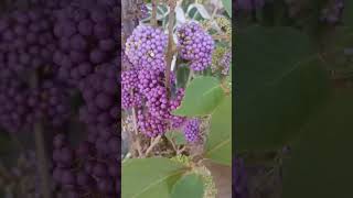 This is Beautyberry. #yt #ytshorts