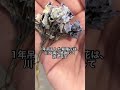 あじさい