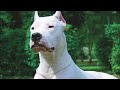 DOGO ARGENTINO PREGATIT DE LUPTA