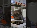 Как живут коты в Италии😺 Пушистики обитают среди древних руин