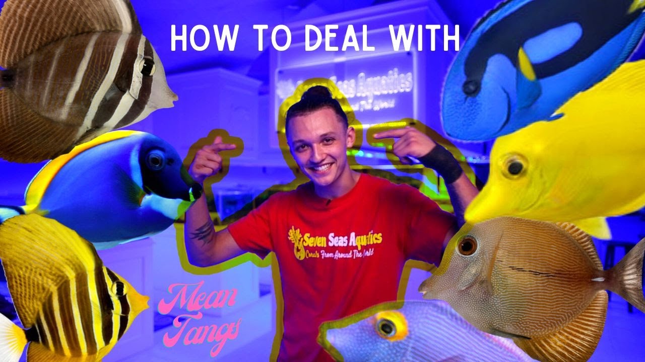 Mixing Multiple Tangs In Your Reef Tank | How to Keep Tangs From Fighting