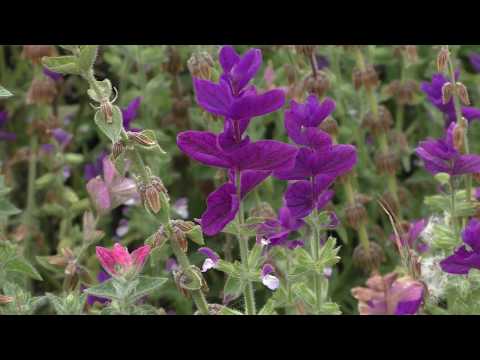 Video: Söt Borstig Salvia