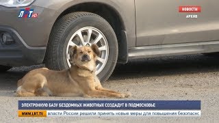 Электронную базу бездомных животных создадут в Подмосковье Электронную базу бездомных животных создадут в Подмосковье