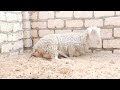 Birth Of Sheep شاهد لحظة ولادة نعجة عساف سبحان الله 