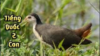 Tiếng Quốc 2 con gọi bầy file đánh đêm ok đã test