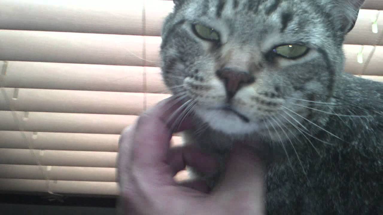 Mr. Pipp Waiting on his new owner... Are you that owner?